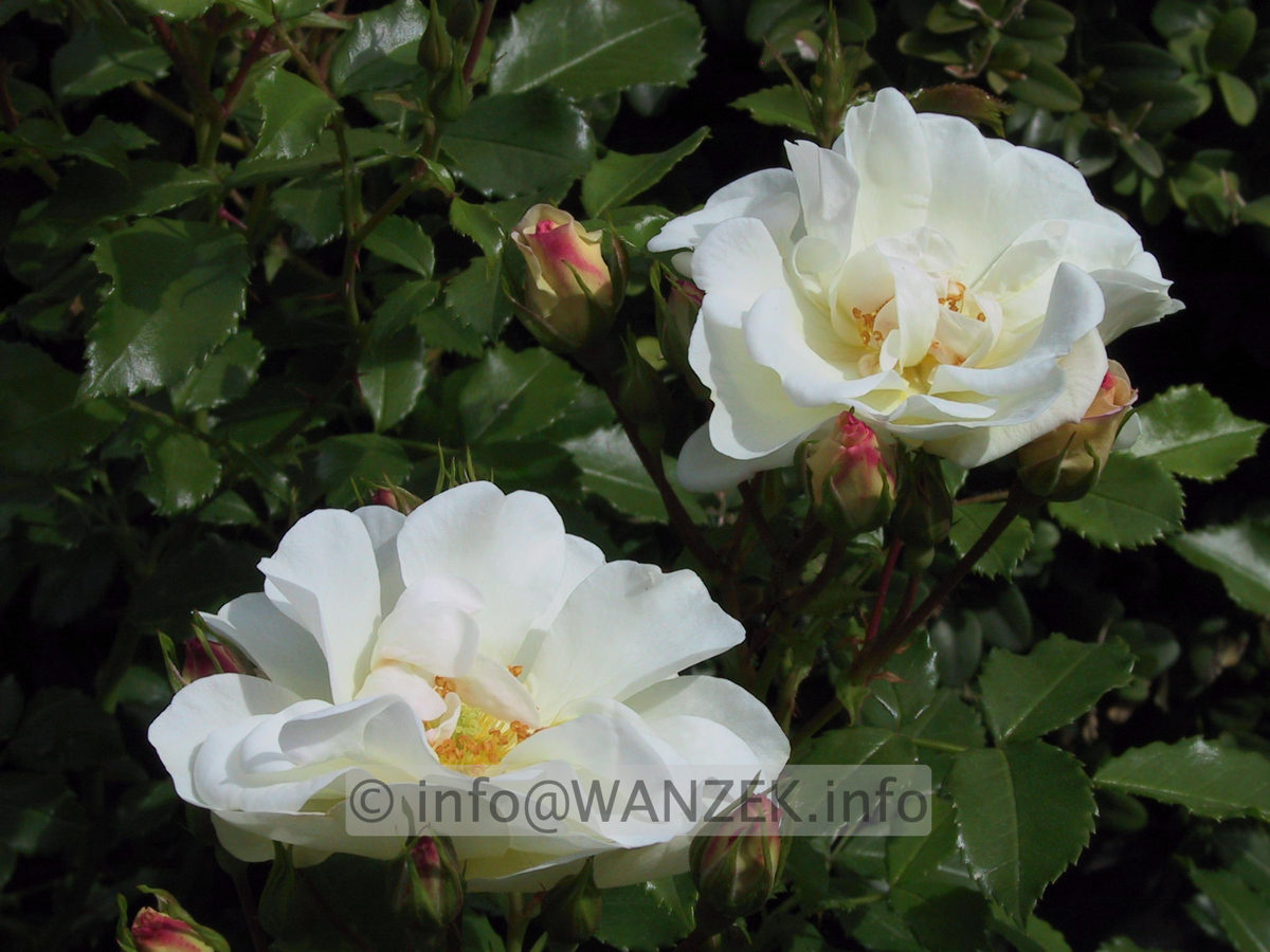 Floribundarose Diamant.JPG